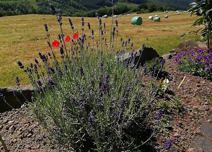 Dietzenley Apartamento